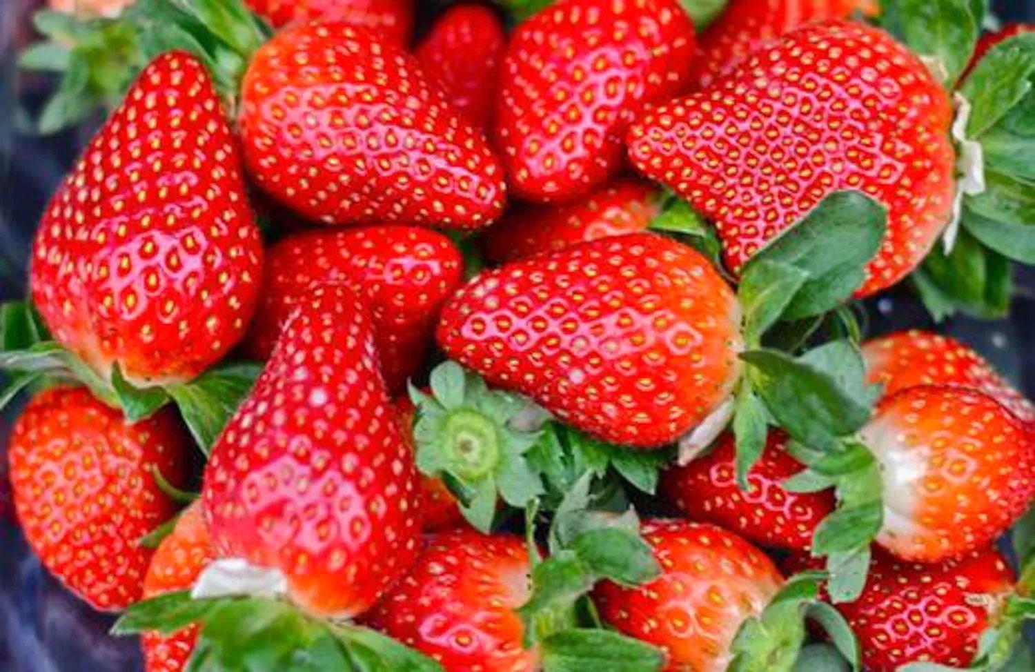 草莓生長對土壤有何要求？